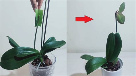 orkide nasıl filizlenir